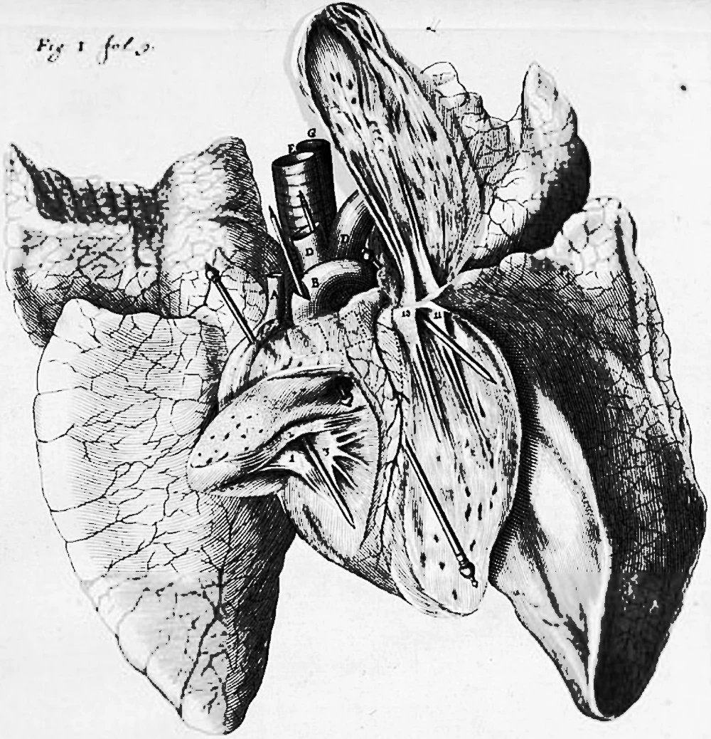 heart01